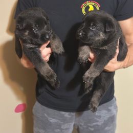 Girl 2 - Bi-color female German Shepherd puppy in Ashville, Alabama from Cane Sportivo