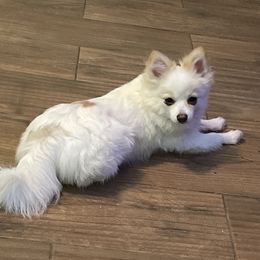 Keke - Pomeranian