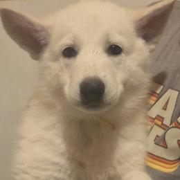 Girl 1 - White female German Shepherd puppy in Tonopah, Nevada from Mercy's White Shepherds