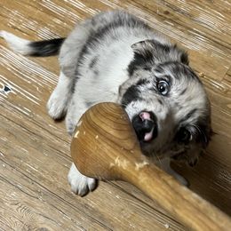 Border Collie Puppies from By Design Farm