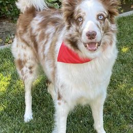 Border Collies from Legacy Pet Services and Border Collies