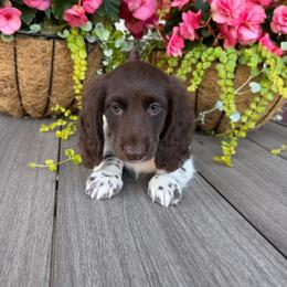 Winston - Piebald male Dachshund puppy in Aurora, Missouri from Baker Farms