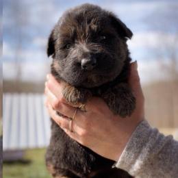 Alder - Black and red male German Shepherd puppy in Lexington, Virginia from Stahlhaus ( Previously Buffelbach Farmstead Shepherds)