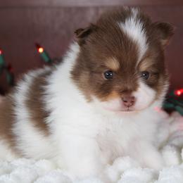 AKC Snickers - Chocolate and tan male Pomeranian puppy in Albany, Indiana from Hatz Off Puppies