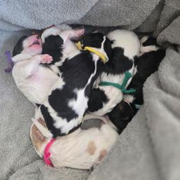 Cavapoo puppies from Canyon Creek Puppies