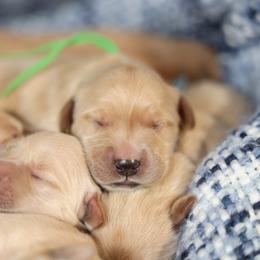 Sterling - Golden male Golden Retriever puppy in Payette, Idaho from Stonewick Retrievers
