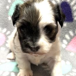 Havanese puppies from Windyhill Havanese