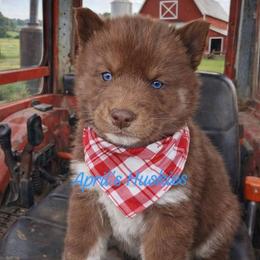 Dark blue boy - Red and white male Siberian Husky puppy in Terre Haute, Indiana from April's Huskies