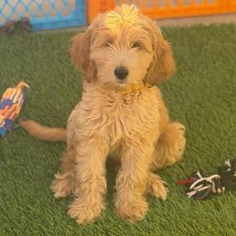 Hermés - Cream female Goldendoodle puppy in Las Vegas, Nevada from Puppies of the West