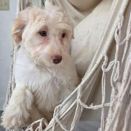 Peach - Cream female Aussiedoodle puppy in North Royalton, Ohio from Johnson's Doodles