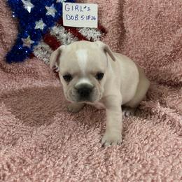 Girl1 - Cream female French Bulldog puppy in Denison, Texas from Lovemyfrenchies – Stoddard Frenchbulldog's