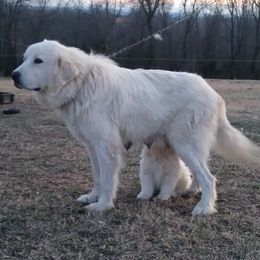 Great Pyrenees from Bearfoot Hollow Farms