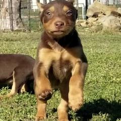 Australian Cattle Dog and Australian Kelpie Puppies from Carben Copy