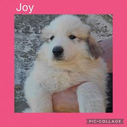 Joy- hot pink collar - White and badger female Great Pyrenees puppy in Mikado, Michigan from Brittain Family Farm