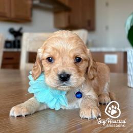 Bleu - Cream female Goldendoodle puppy in Utah County, Utah from Big Hearted Breeders