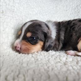 Tanner - Dapple male Dachshund puppy in Anaconda, Montana from Williams Family Dachshunds