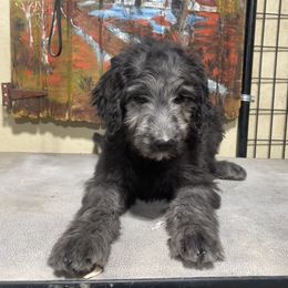 Floyd - Black male Labradoodle puppy in Craig, Nebraska from Top Knot Companions Poodles and Labradoodles