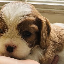 Cavalier King Charles Spaniel Puppies from Solheimar