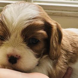 Cavalier King Charles Spaniel Puppies from Solheimar