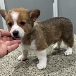 Crackle - Red male Pembroke Welsh Corgi puppy in Rosharon, Texas from Hallin’ Corgis
