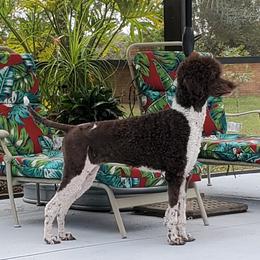 Emmy - Poodle