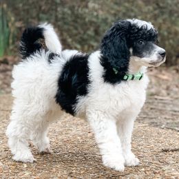 Bernedoodle and Poodle Puppies from SoFun Doodles & Poodles