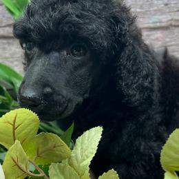 Muse - Silver male Poodle puppy in Greenville, North Carolina from Grace Poodles