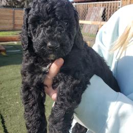 Cole 20-30 pounds - Black male Poodle puppy in Orland, California from Elliott's Elite Puppies
