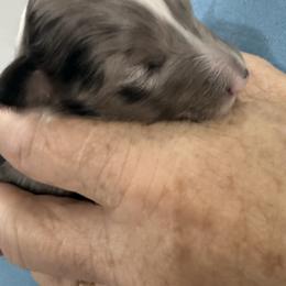 Marley - White blue merle and tan female Shetland Sheepdog puppy in New Waterford, Ohio from Georgina's Shetland Sheepdog