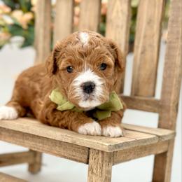 Val - Red  male Goldendoodle puppy in Queen Creek, Arizona from Goldendoodle AZ