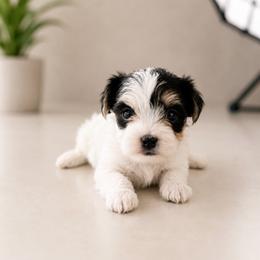 Mira - Piebald female Morkie puppy in Tampa Bay, Florida from Woodpecker Ridge Pups
