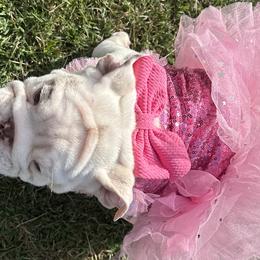 Bulldogs and French Bulldogs from Southern Standard Bulldogs