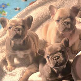 Ariel - Tricolors female French Bulldog puppy in Purdy, Missouri from Shoal Creek Valley Frenchies
