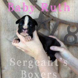 Baby Ruth - Brindle female Boxer puppy in Madisonville, Texas from Sergeant's Boxers