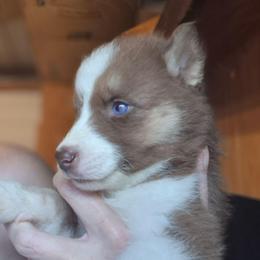 Boy 2 - Brown and white male Siberian Husky puppy in Madison, Georgia from Thornbury Kennel