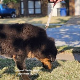 Ada - Black and tan Tibetan Mastiff puppy in Tulsa, Oklahoma from Hi Stand Boxers, Frenchies, & Tibetan Mastiffs