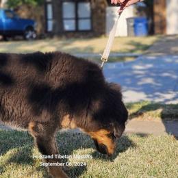 Ada - Black and tan Tibetan Mastiff puppy in Tulsa, Oklahoma from Hi Stand Boxers, Frenchies, & Tibetan Mastiffs