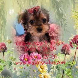Gracie Mae - Black and gold female Yorkshire Terrier puppy in Silverhill, Alabama from Malteseuluv’s Tiny Treasurers