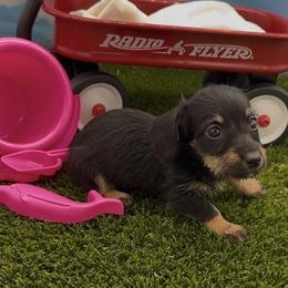 Black and Cream Wirehair Female - Black and cream female Dachshund puppy in Killeen, Texas from Southern Dachshunds