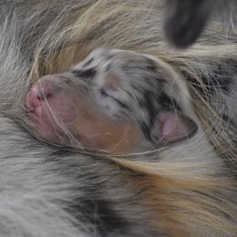 Heiress - Blue merle white and tan female Collie puppy in Danville, Pennsylvania from Brookwood Collies, Smooth & Rough