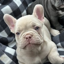 French Bulldogs from The Frenchie Lounge