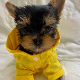 Armani - Black and tan male Yorkshire Terrier puppy in Seattle, Washington from 🎀 Yorkies Boutique Babydolls 🎀