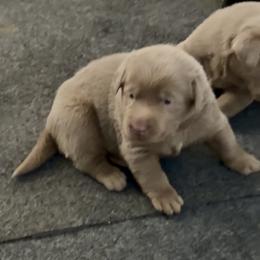 Boy 5 - Chocolate male Labrador Retriever puppy in Fontana, California from Silver Labrador of Southern California