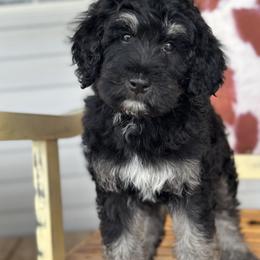 Bernedoodle, Sheepadoodle, and Whoodle Puppies from Wonderland’s Boujie Kennels