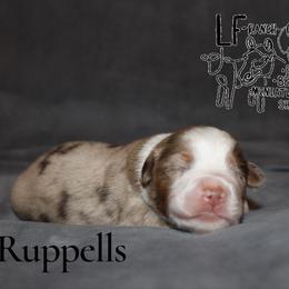 Ruppells - Red merle male Miniature American Shepherd puppy in Franklin, Kentucky from LF Ranch