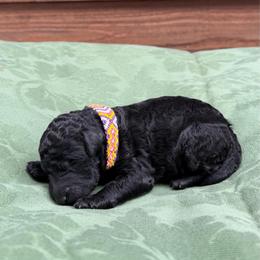 Emory - Black female Poodle puppy in Roseville, California from Aura & Luxe Poodles