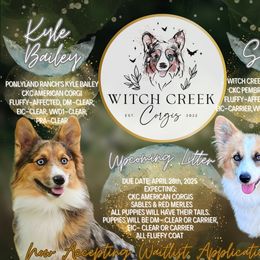 American Corgi puppies from Witch Creek Corgis