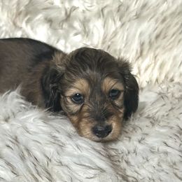 Bebe's Shaded Cream -- Sm - Cream female Dachshund puppy in Kalama, Washington from Dazzling Doxies