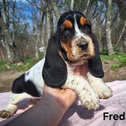 Freddie - Black brown and white male Basset Hound puppy in Mack's Creek, Missouri from Mack's Creek Basset Hounds
