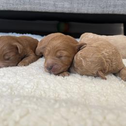 Goldendoodle Puppies from Mini Goldendoodles of New England